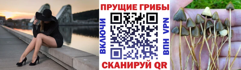 Галлюциногенные грибы Magic Shrooms  кракен как войти  Кедровый 